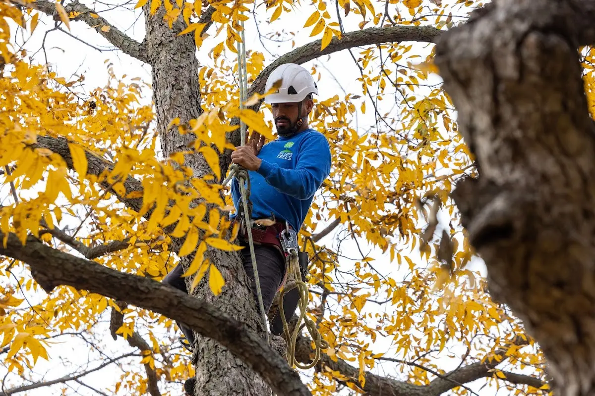 Skilled Storm Damage Cleanup crew working in Daykin
